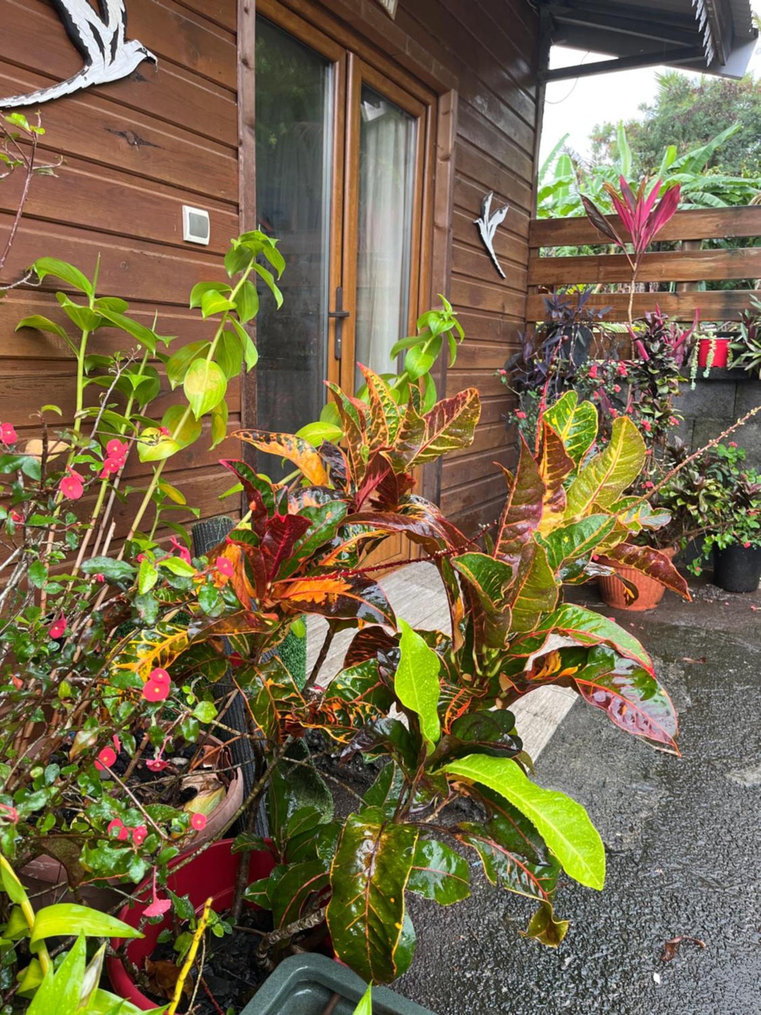 Lakour Fleurie - Ex La Case Creole Sainte-Rose Exterior foto